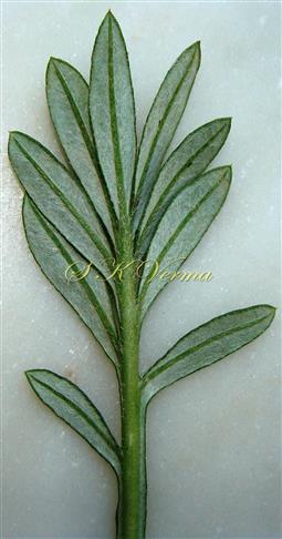 Leaf-Apical part
